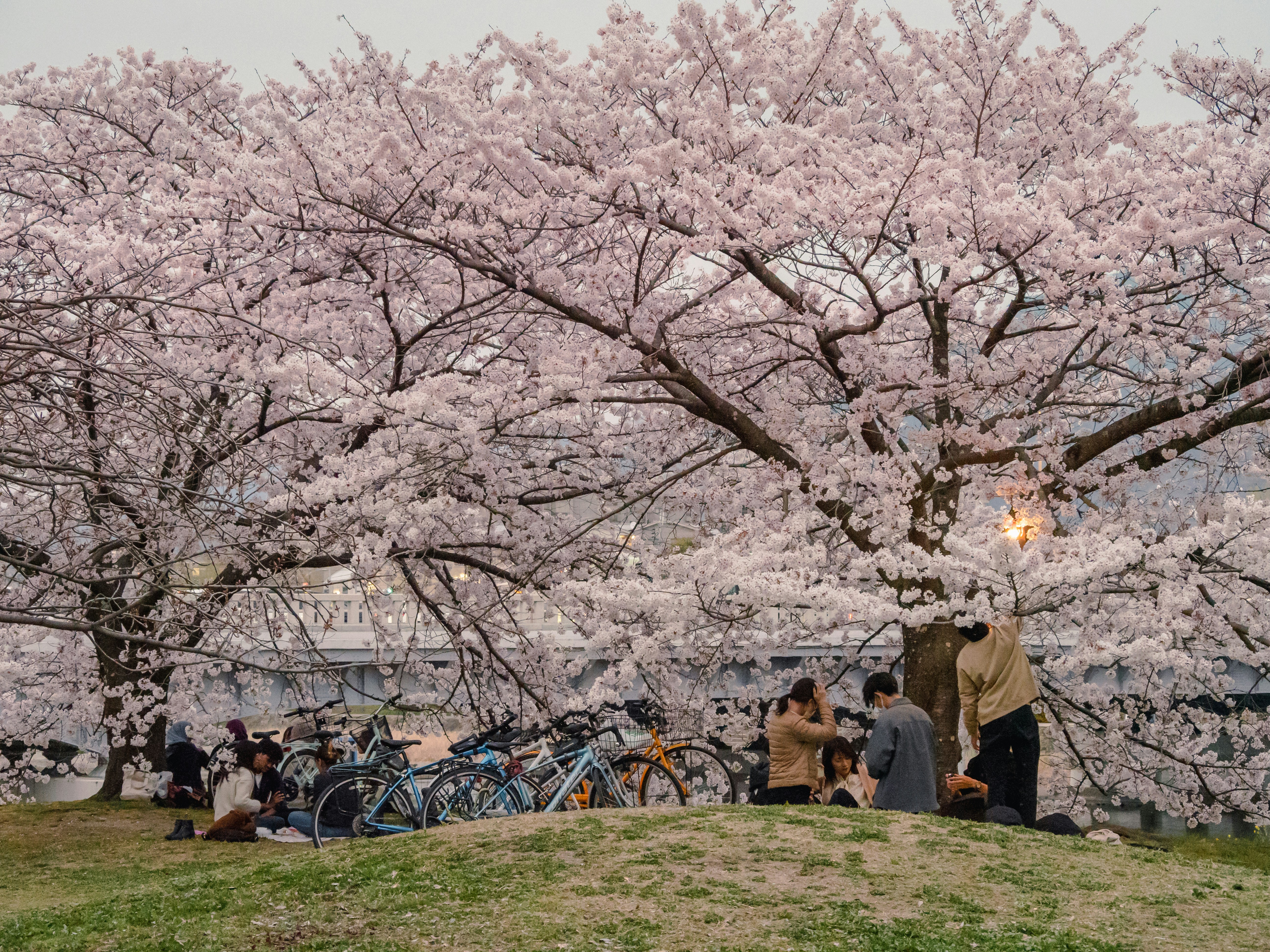 A group of people sitting under cherry blossom trees