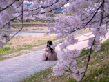 A serene outdoor scene with a person reading poetry under a blooming cherry blossom tree.
