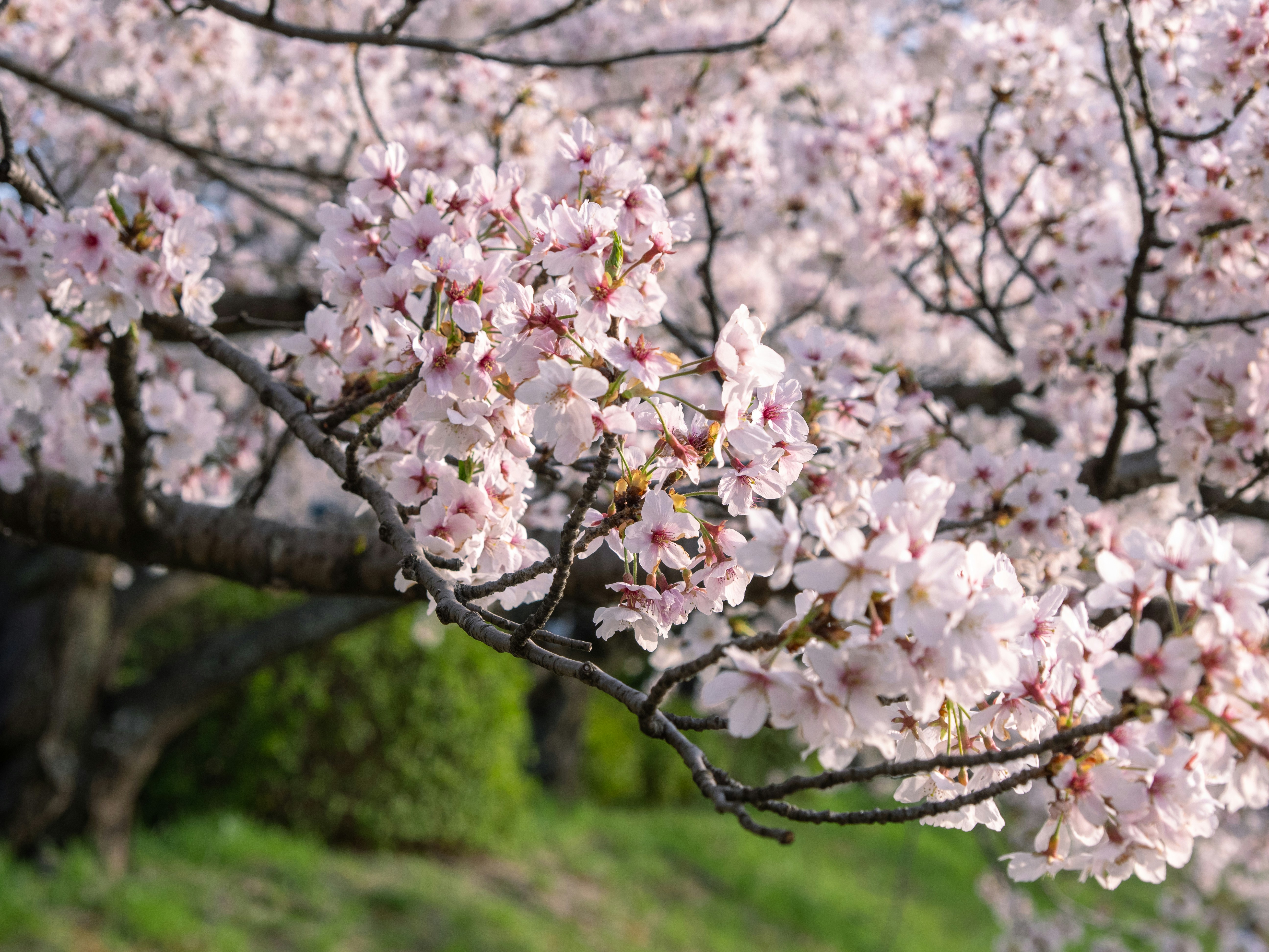 Photo by shellingfordyu