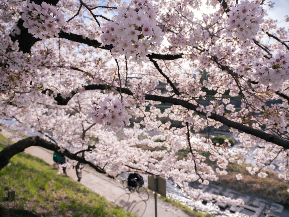 a person riding a bike under a cherry blossom tree