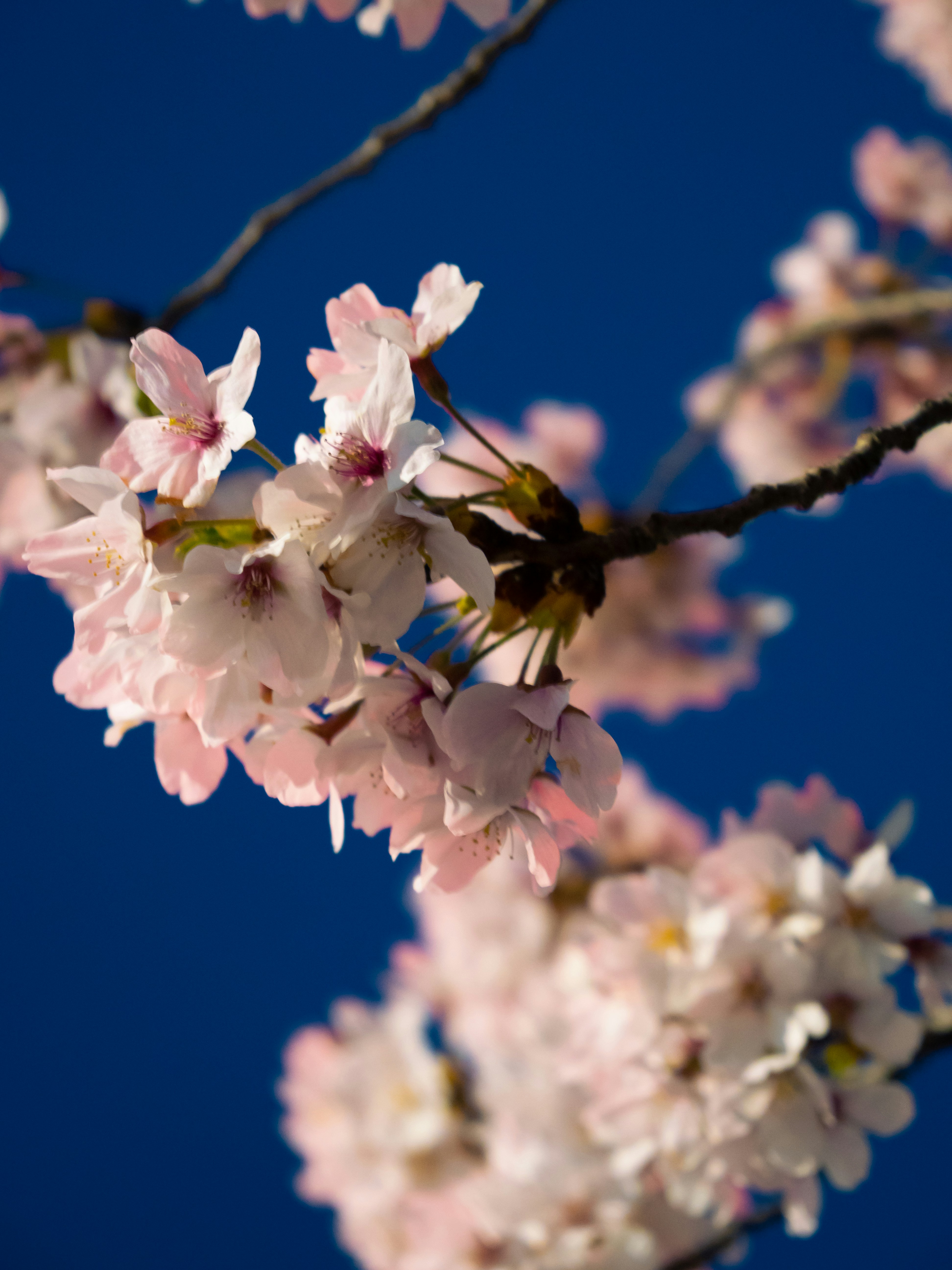 Photo by shellingfordyu