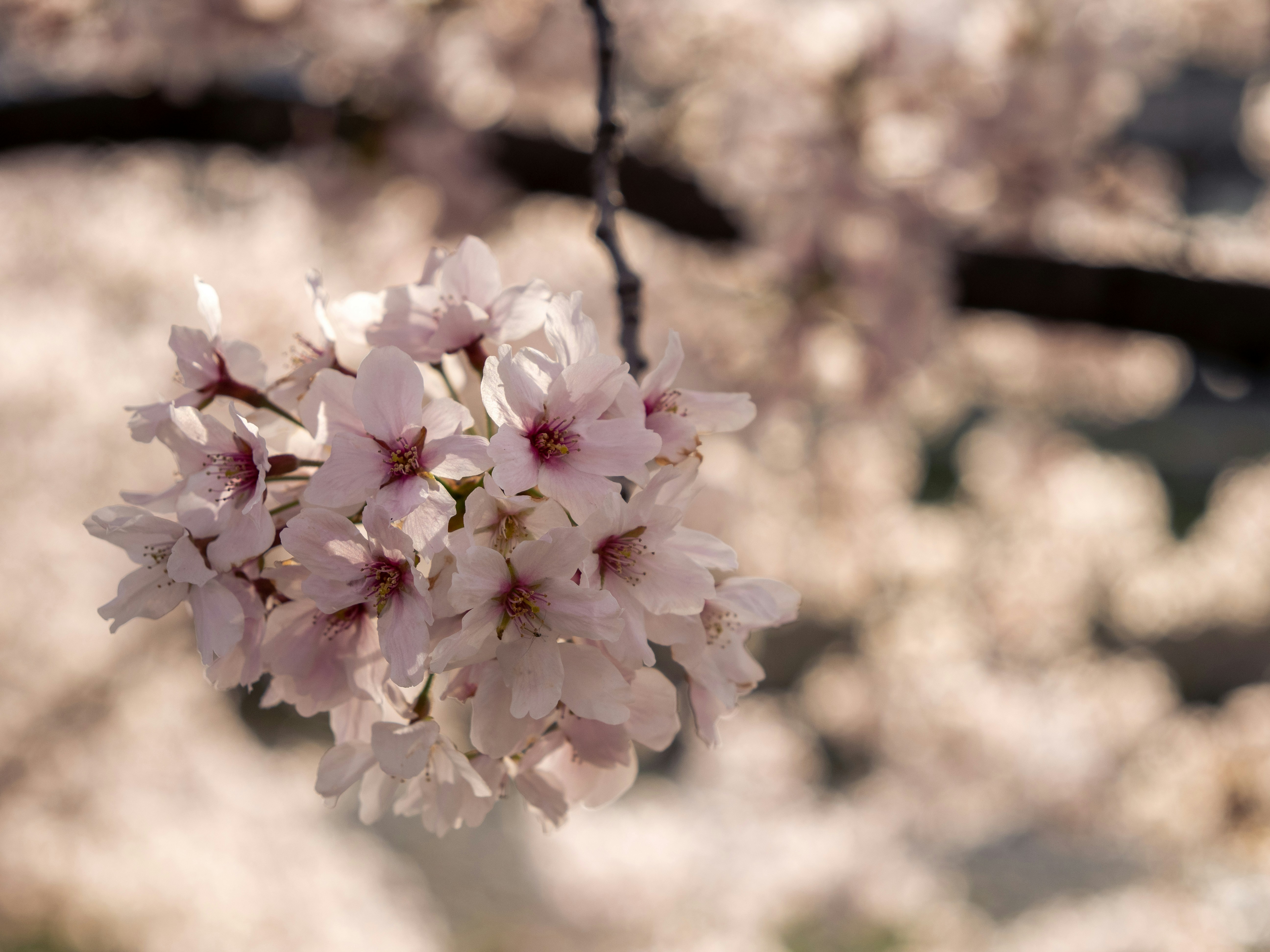A cluster of pink flowers hanging from a tree