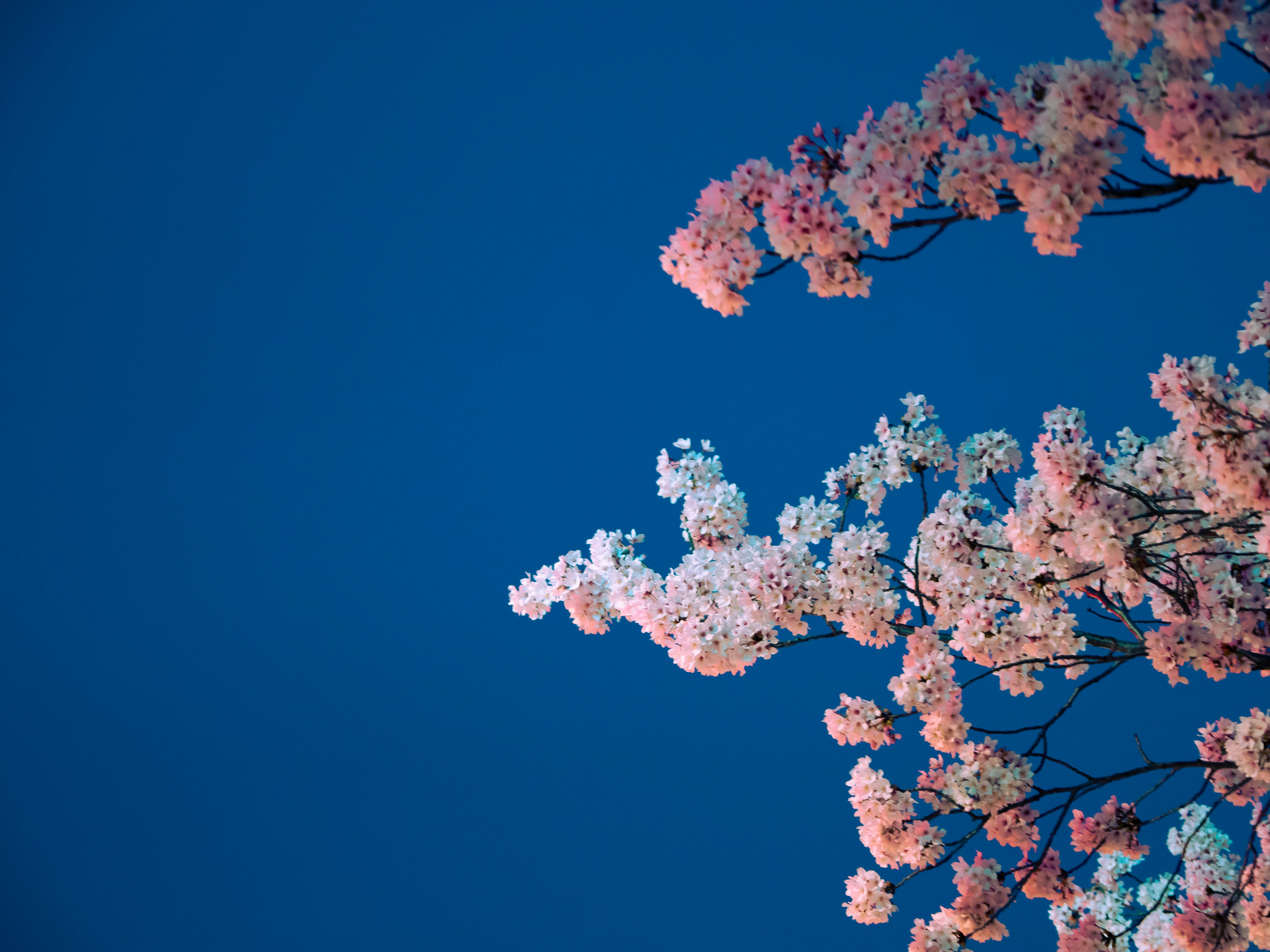 Photo by shellingfordyu