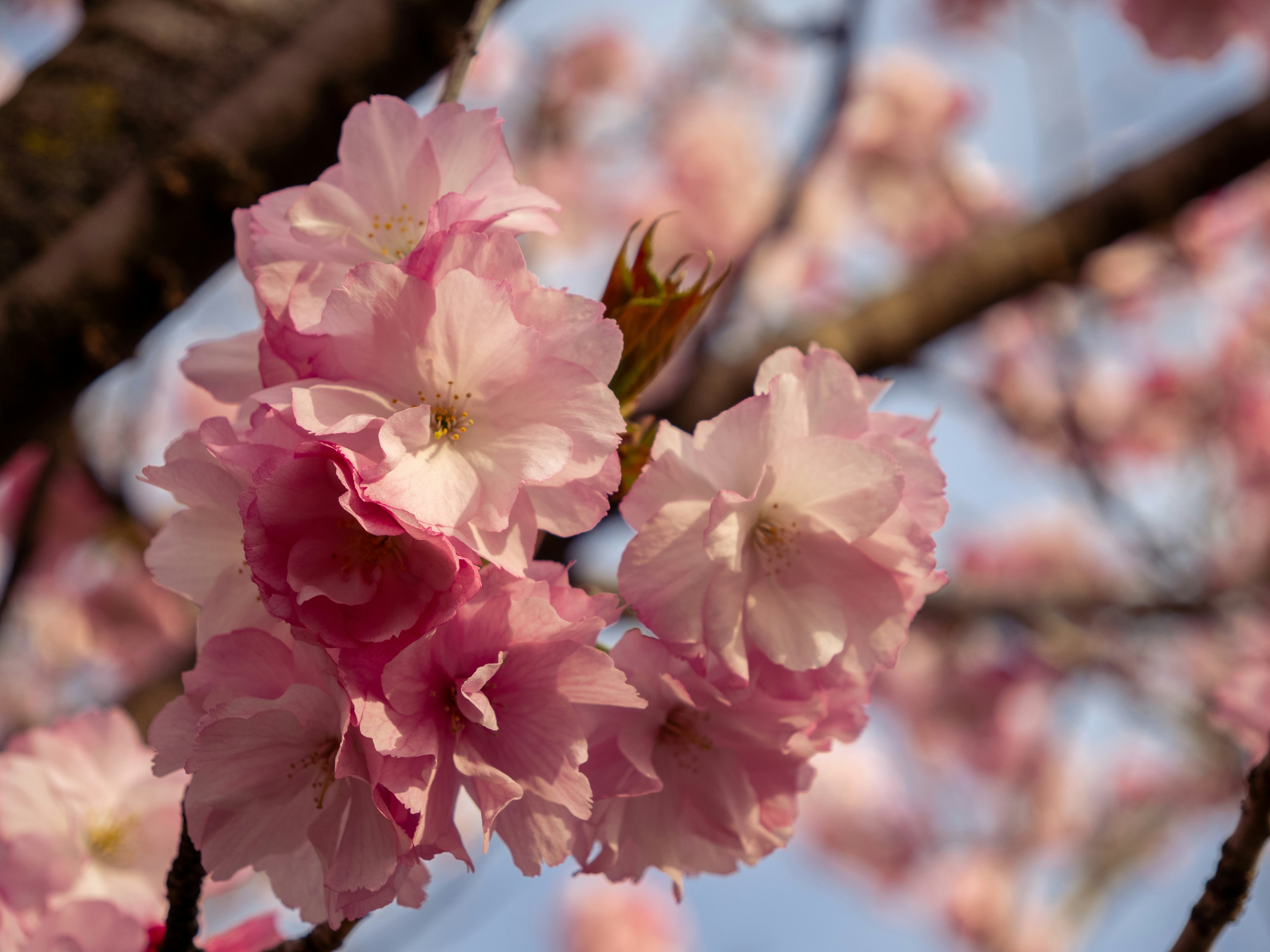 Photo by shellingfordyu