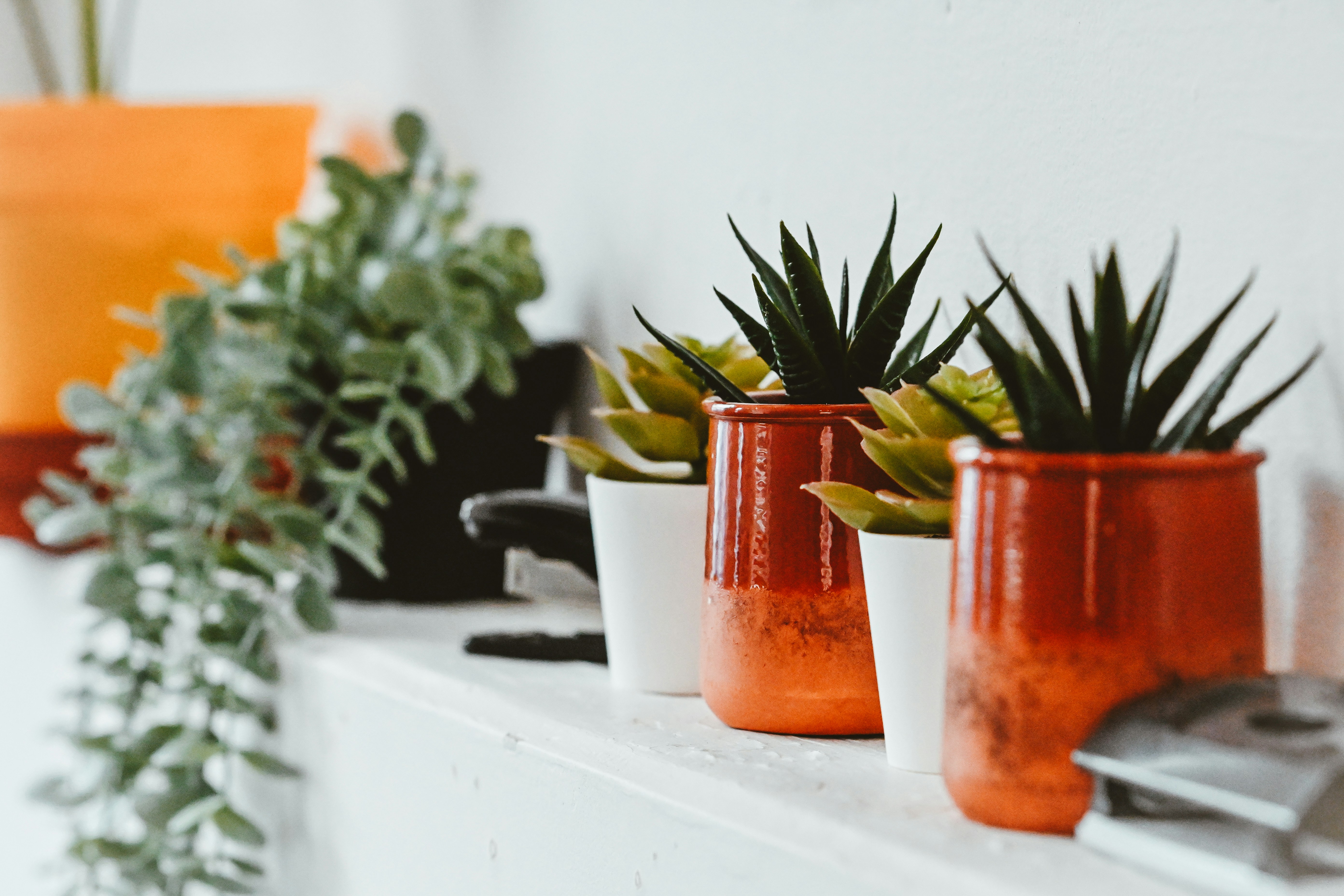 a row of potted plants sitting on top of a white shelf