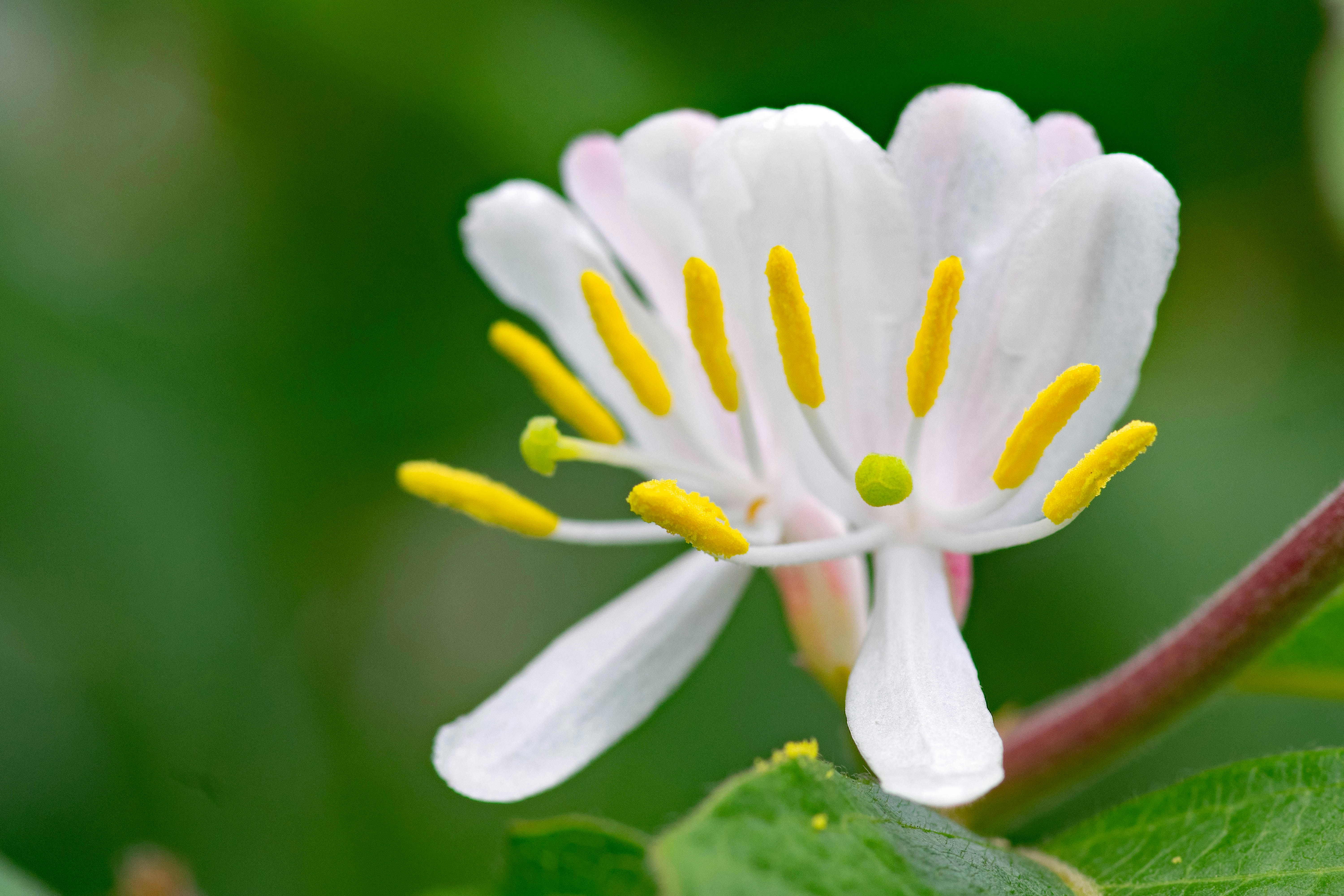 a close up of a white flower with yellow stamen