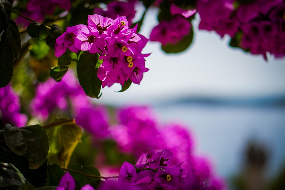 a bunch of purple flowers that are by the water