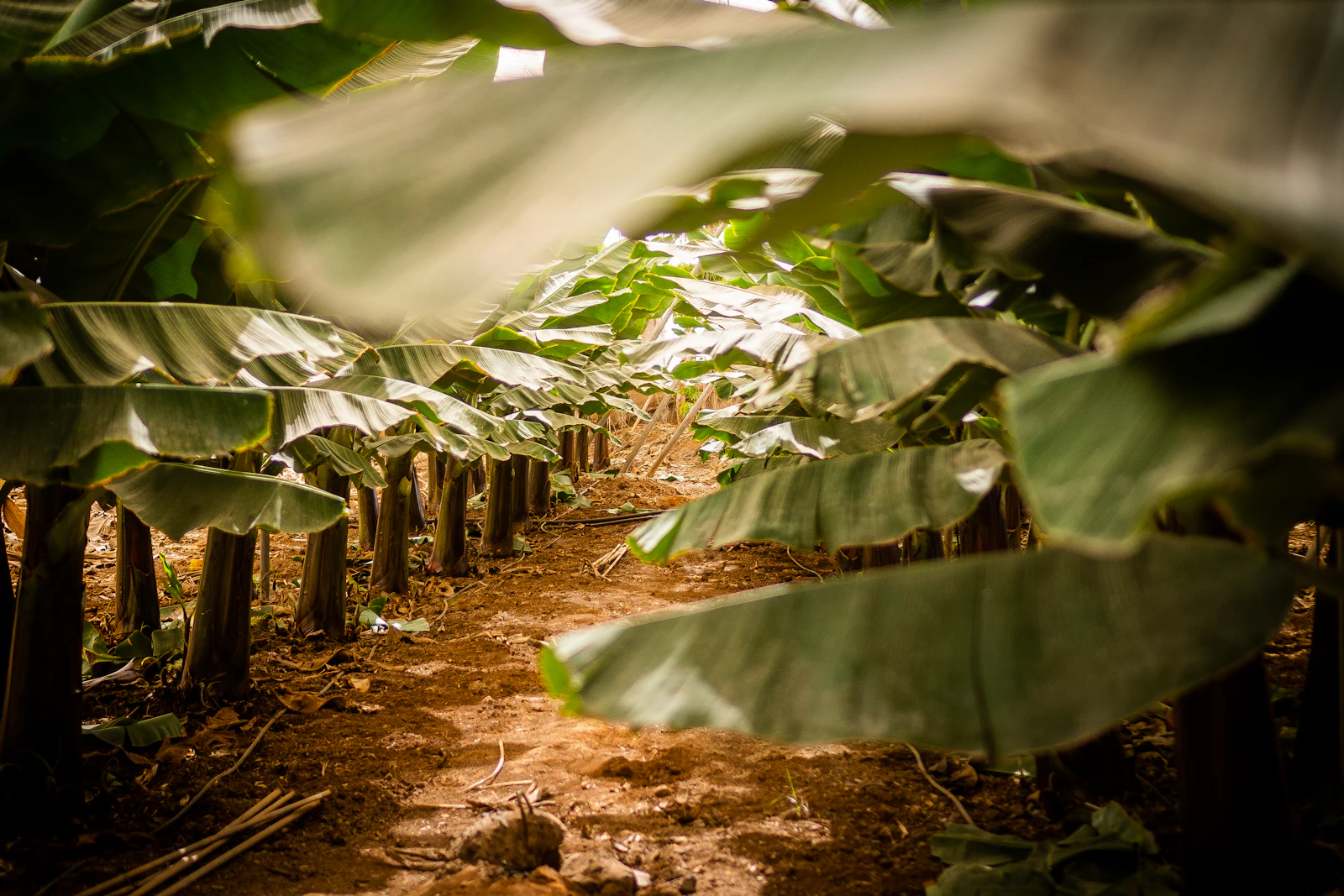 Rows of banana plants in a plantation