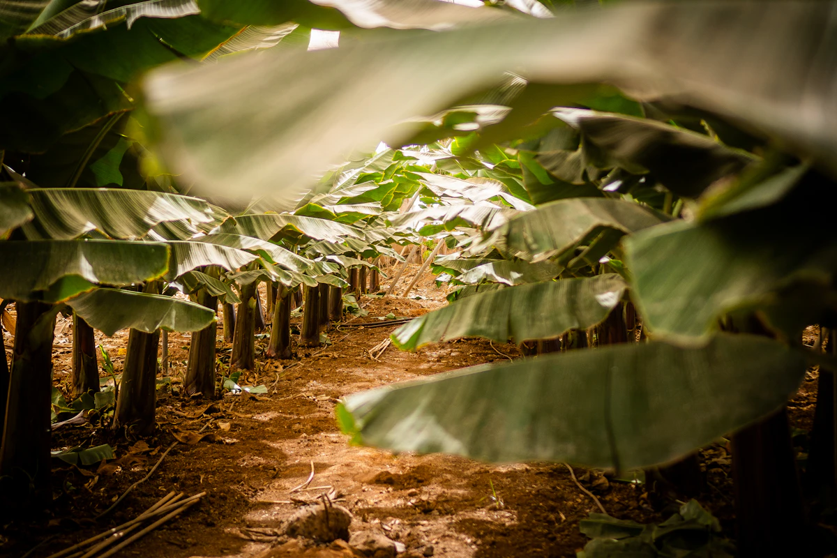 Banana leaves — data flowing from field to cloud