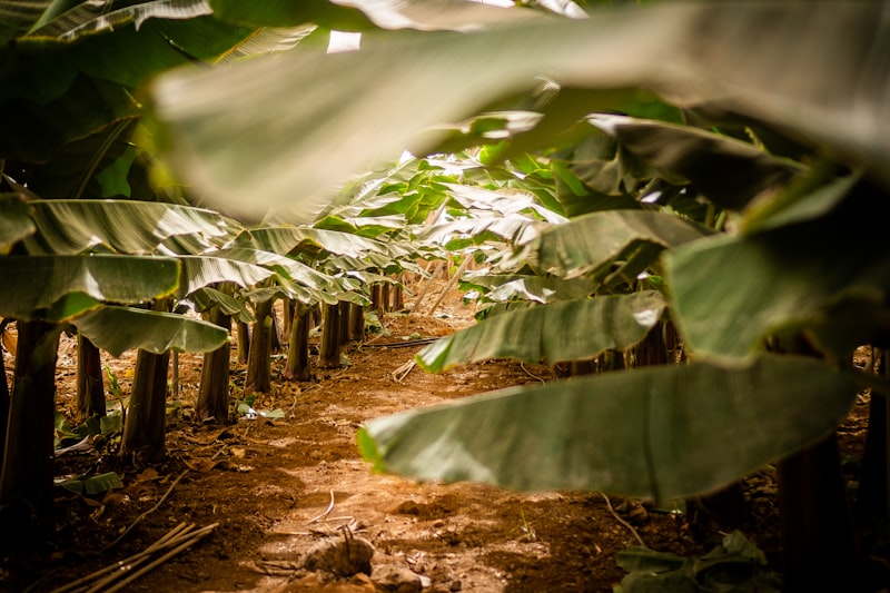 Una plantación de plátanos se muestra a través de las hojas de los árboles