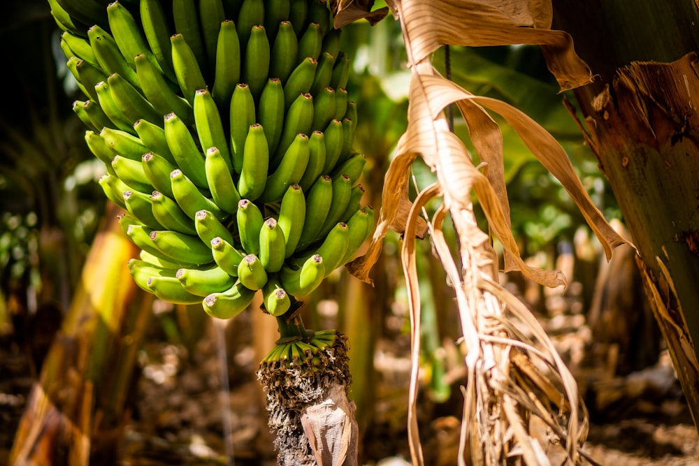 a bunch of green bananas hanging from a tree