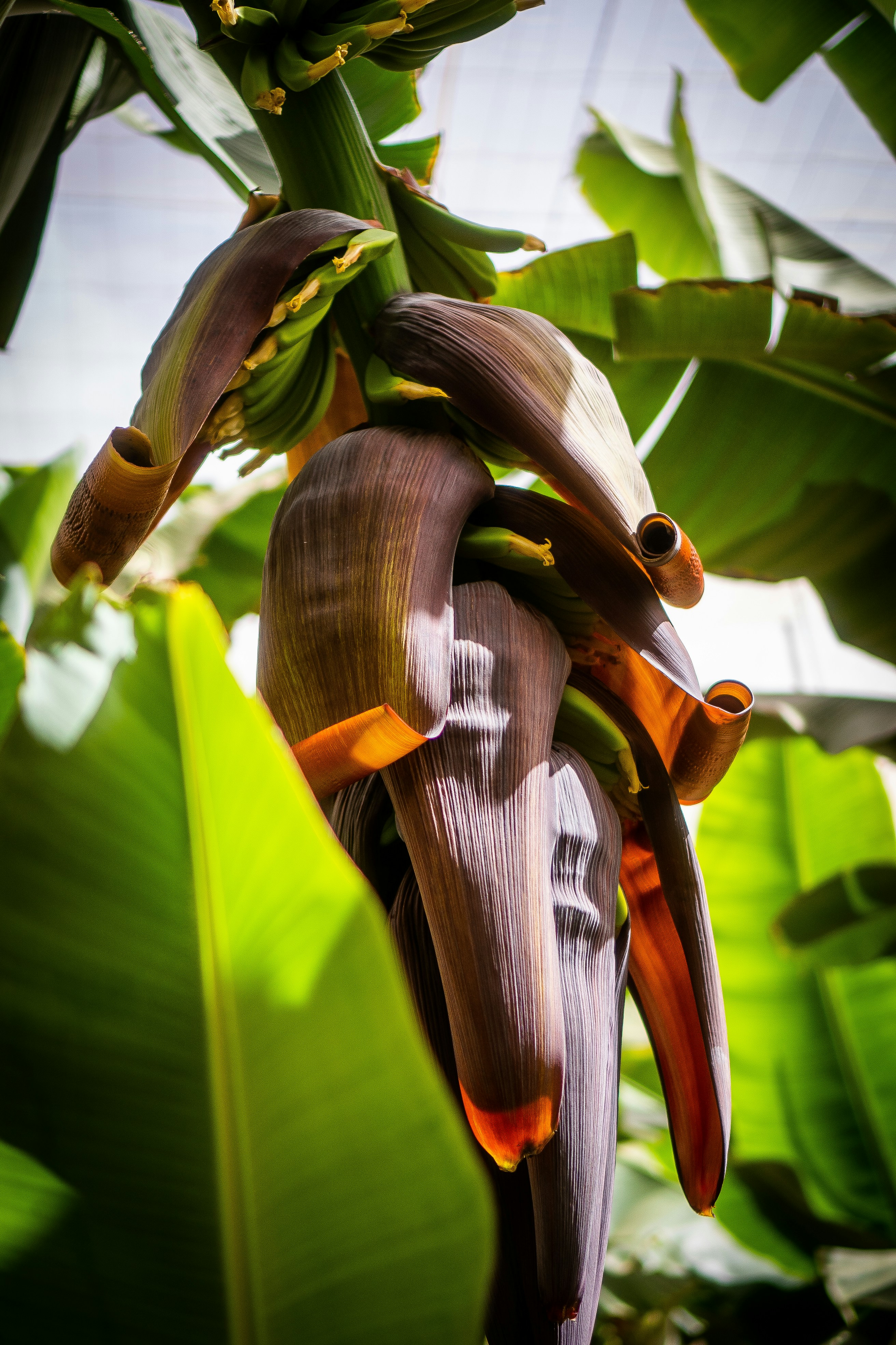 uma bananeira com um cacho de bananas sobre ela