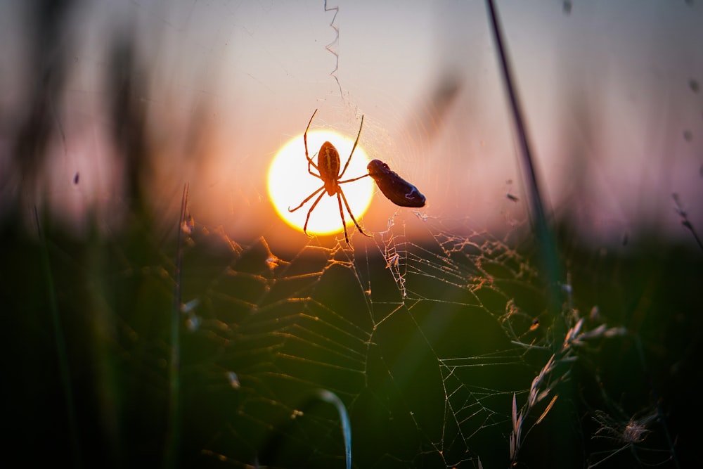 a spider sits on its web in front of the setting sun