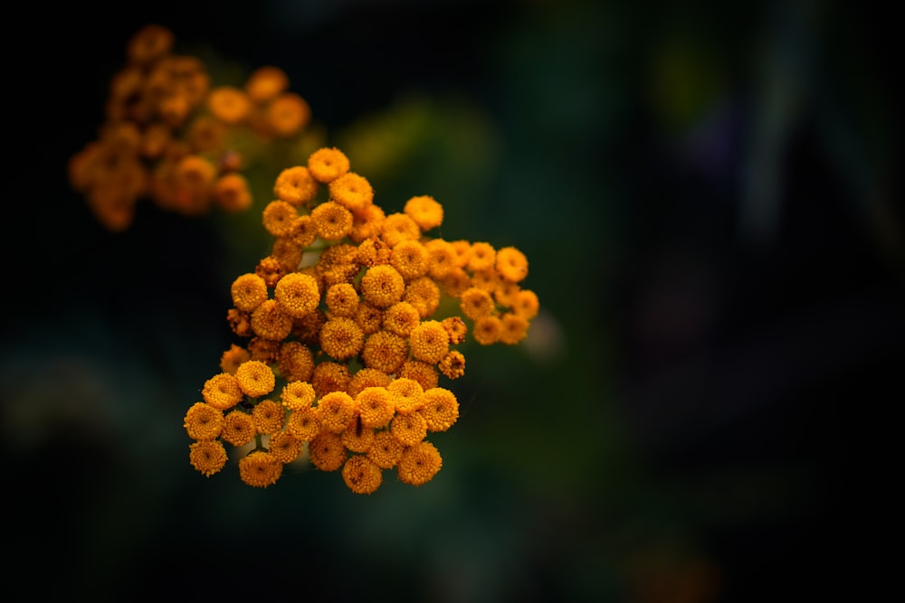 a close up of a bunch of yellow flowers