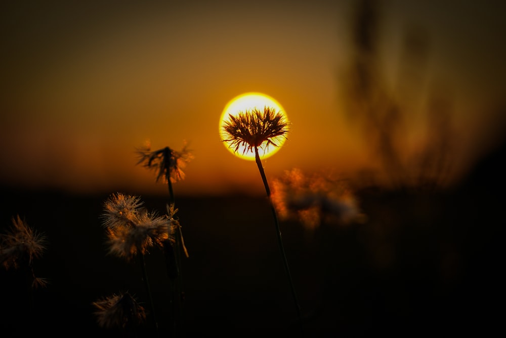 the sun is setting over a field of dandelions