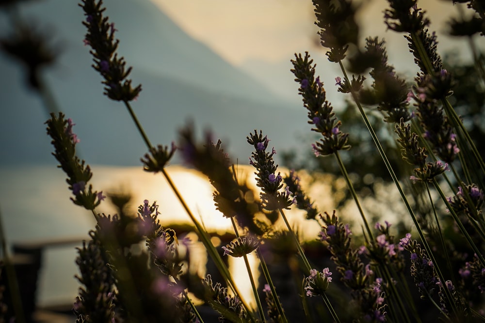 a field of lavender flowers with a mountain in the background