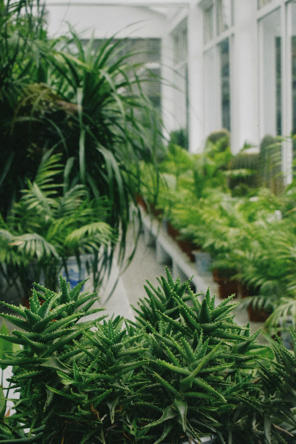 a bunch of green plants in a greenhouse