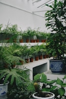A collection of potted green plants is arranged in a tiered, indoor garden setting. The plants are placed in terracotta pots on white shelves, and there are several varieties, including ferns and other leafy plants. The space appears to have a skylight above, allowing natural light to illuminate the foliage. Larger ceramic pots with intricate blue patterns are also present, holding larger plants.