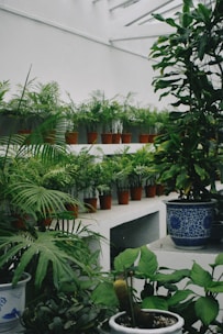 A collection of potted green plants is arranged in a tiered, indoor garden setting. The plants are placed in terracotta pots on white shelves, and there are several varieties, including ferns and other leafy plants. The space appears to have a skylight above, allowing natural light to illuminate the foliage. Larger ceramic pots with intricate blue patterns are also present, holding larger plants.