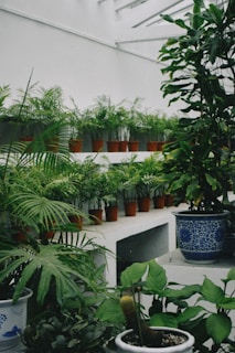 A collection of potted green plants is arranged in a tiered, indoor garden setting. The plants are placed in terracotta pots on white shelves, and there are several varieties, including ferns and other leafy plants. The space appears to have a skylight above, allowing natural light to illuminate the foliage. Larger ceramic pots with intricate blue patterns are also present, holding larger plants.