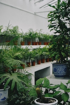 A collection of potted green plants is arranged in a tiered, indoor garden setting. The plants are placed in terracotta pots on white shelves, and there are several varieties, including ferns and other leafy plants. The space appears to have a skylight above, allowing natural light to illuminate the foliage. Larger ceramic pots with intricate blue patterns are also present, holding larger plants.