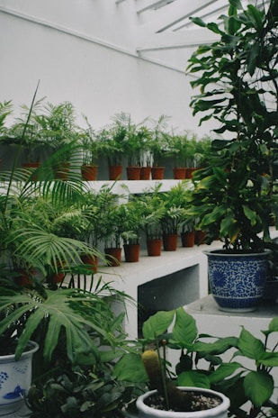 A collection of different indoor fruit plants in decorative pots.