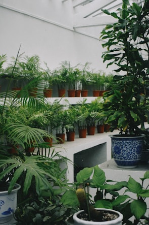 A collection of potted green plants is arranged in a tiered, indoor garden setting. The plants are placed in terracotta pots on white shelves, and there are several varieties, including ferns and other leafy plants. The space appears to have a skylight above, allowing natural light to illuminate the foliage. Larger ceramic pots with intricate blue patterns are also present, holding larger plants.