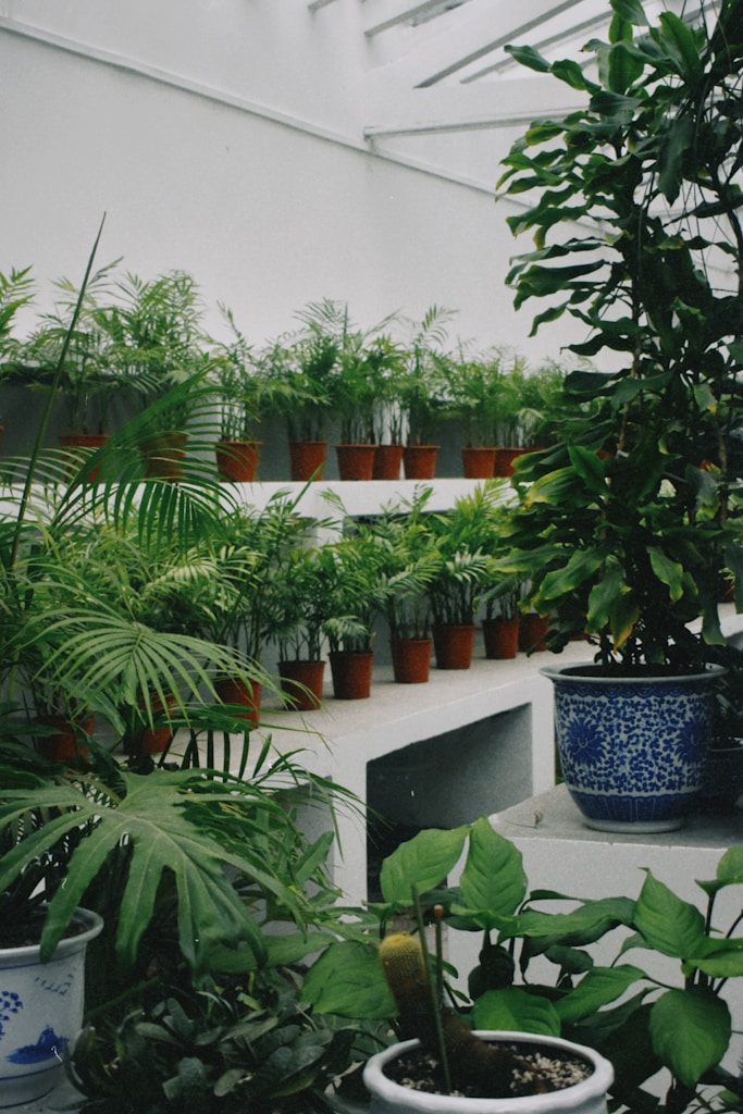 Ceramic Planters