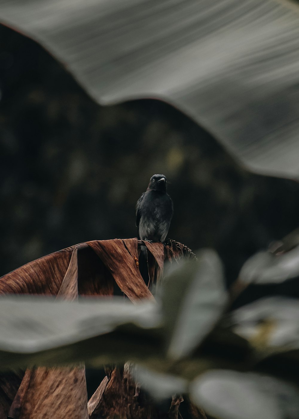 a black bird sitting on top of a tree branch