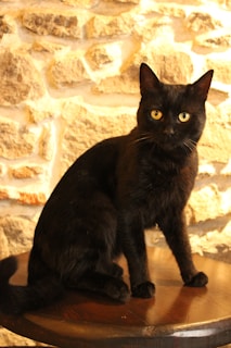 Before and after side-by-side of a bathroom remodeled with warm yellow tones and black cat-themed accents.