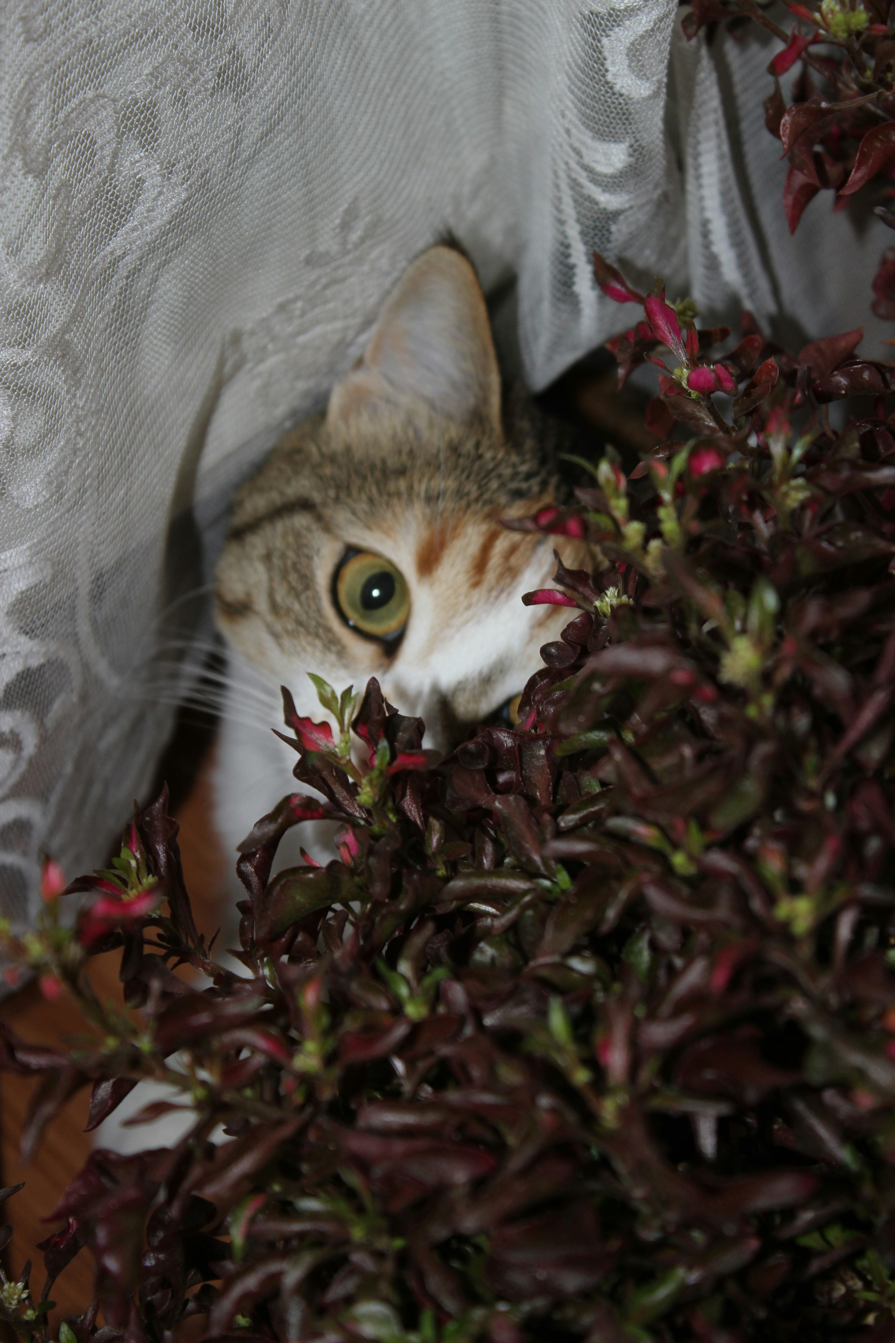 a cat peeking out from behind some plants
