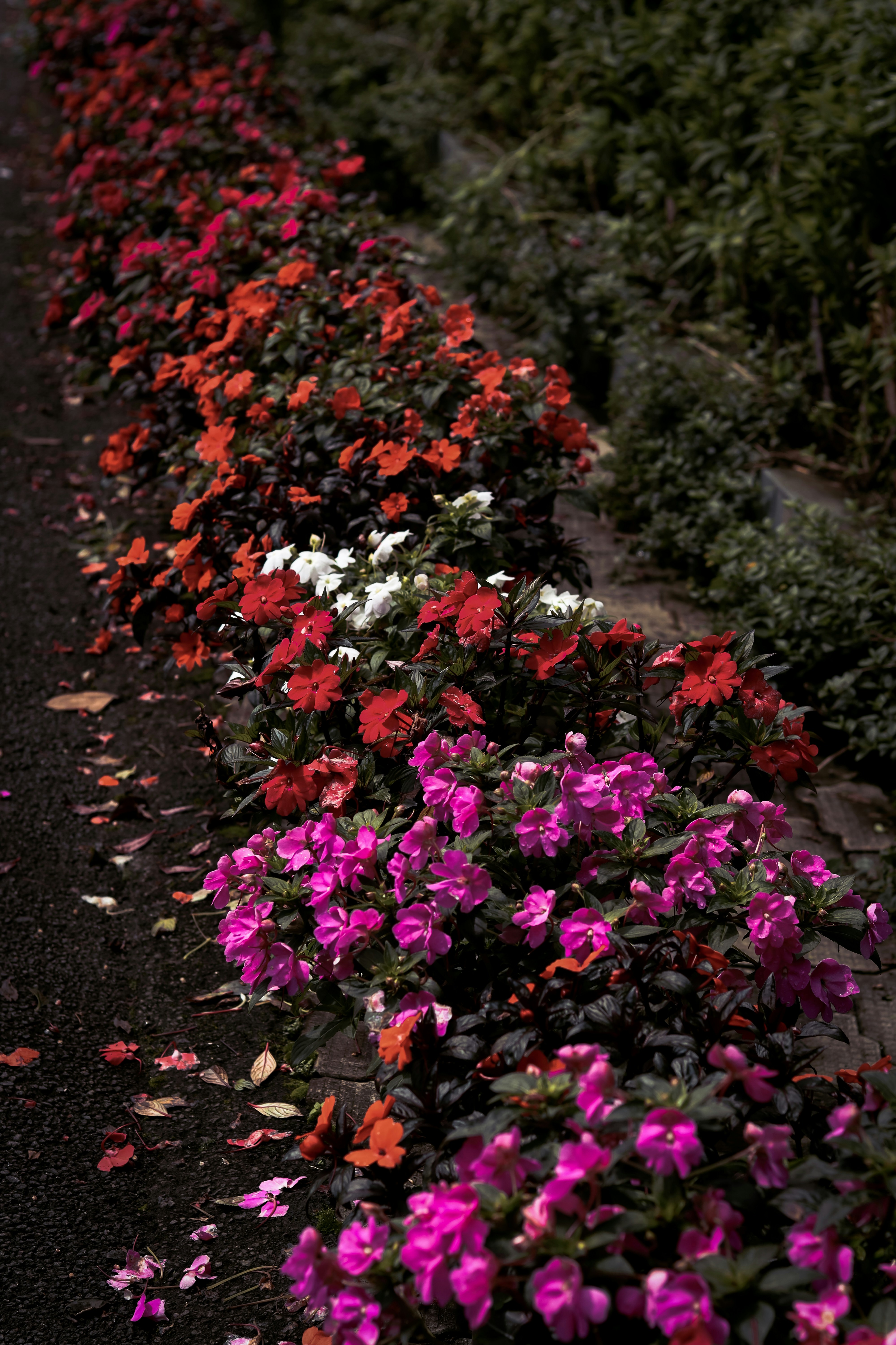 道路脇の色とりどりの花の並木