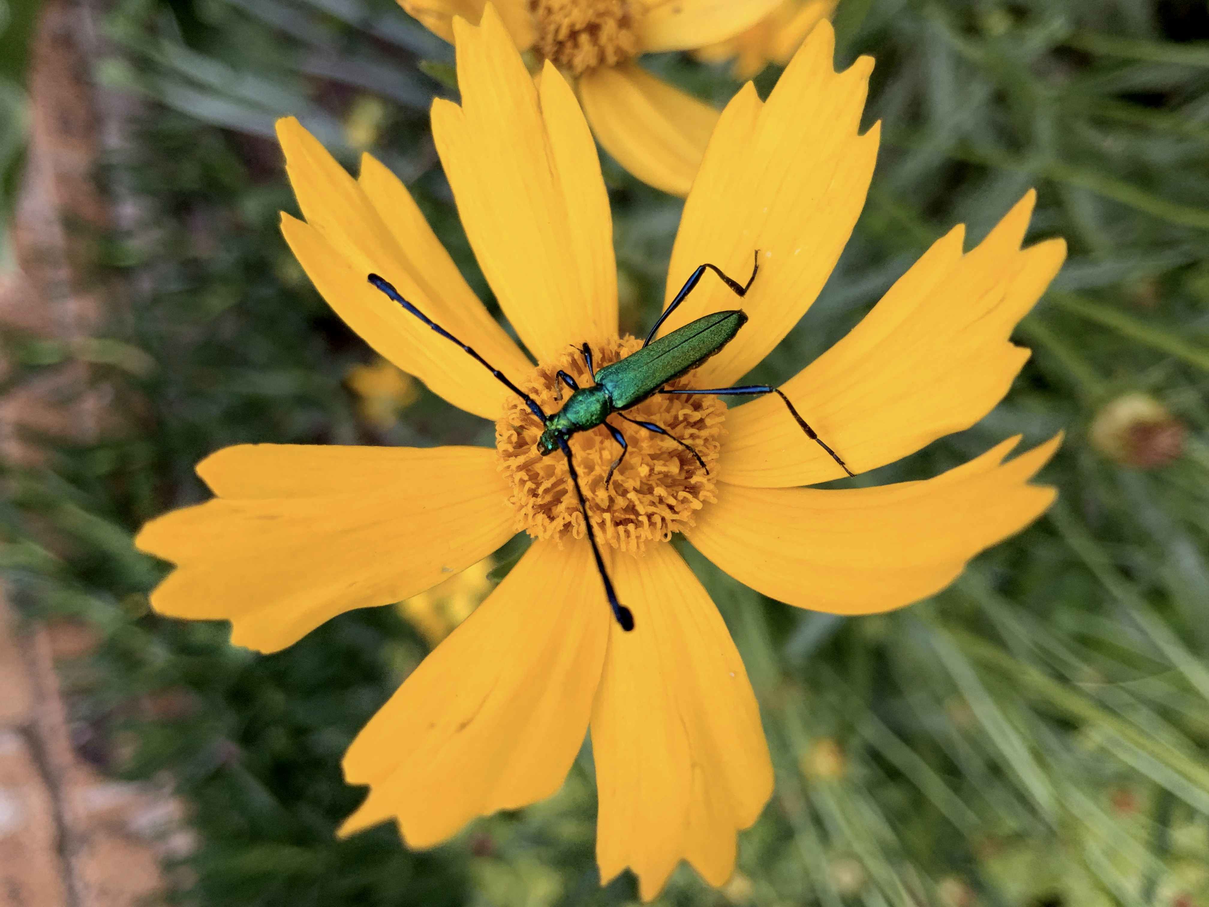 Photo by rebecca_komana