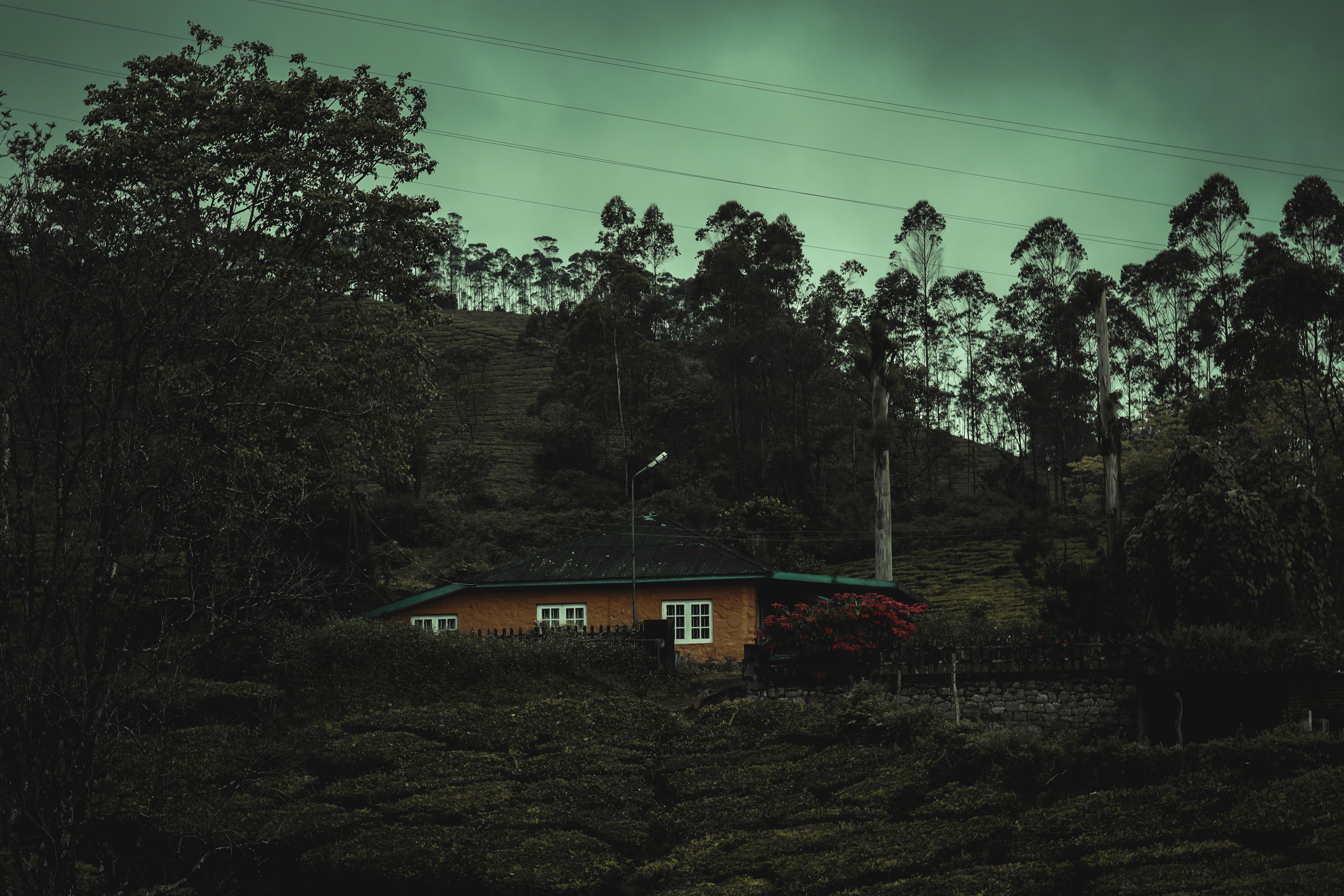 Sebuah rumah di tengah hutan