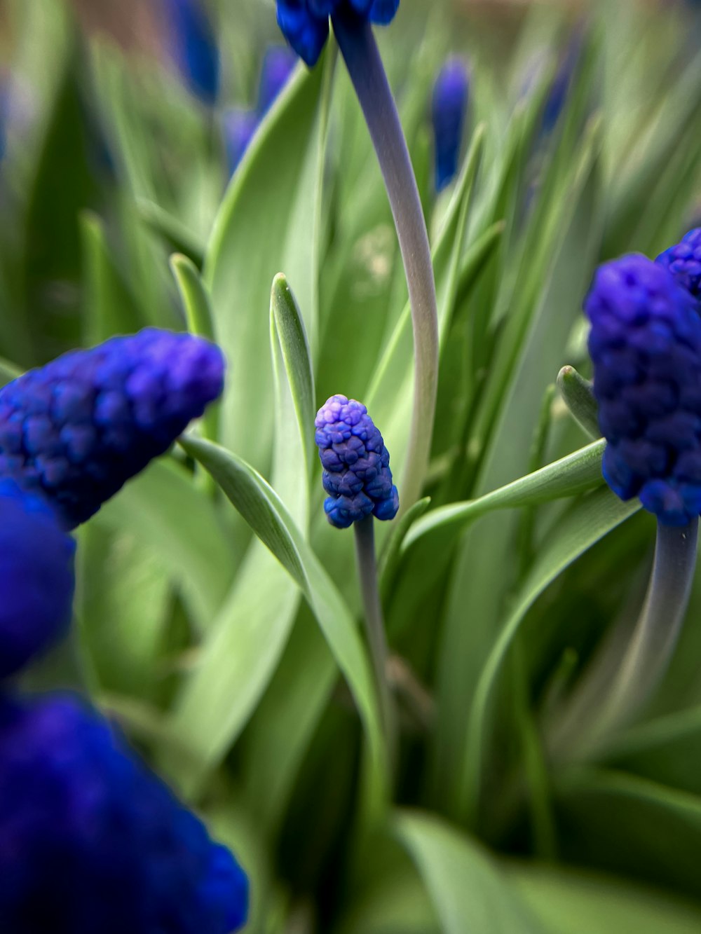 a bunch of blue flowers that are in the grass