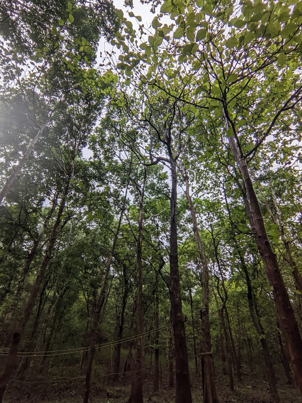 the sun shines through the trees in the forest