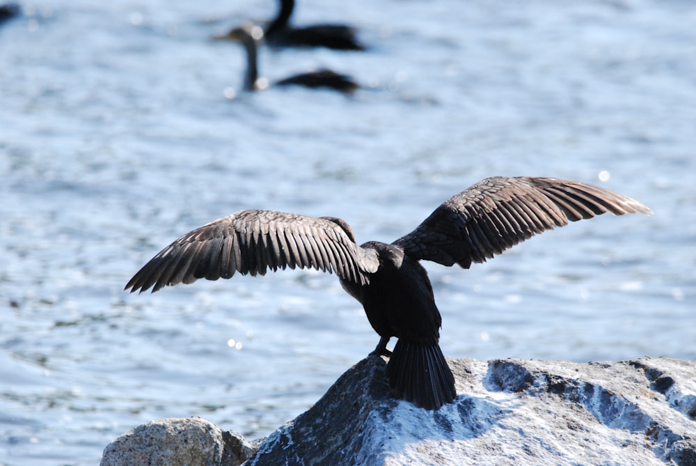 a bird with its wings spread sitting on a rock