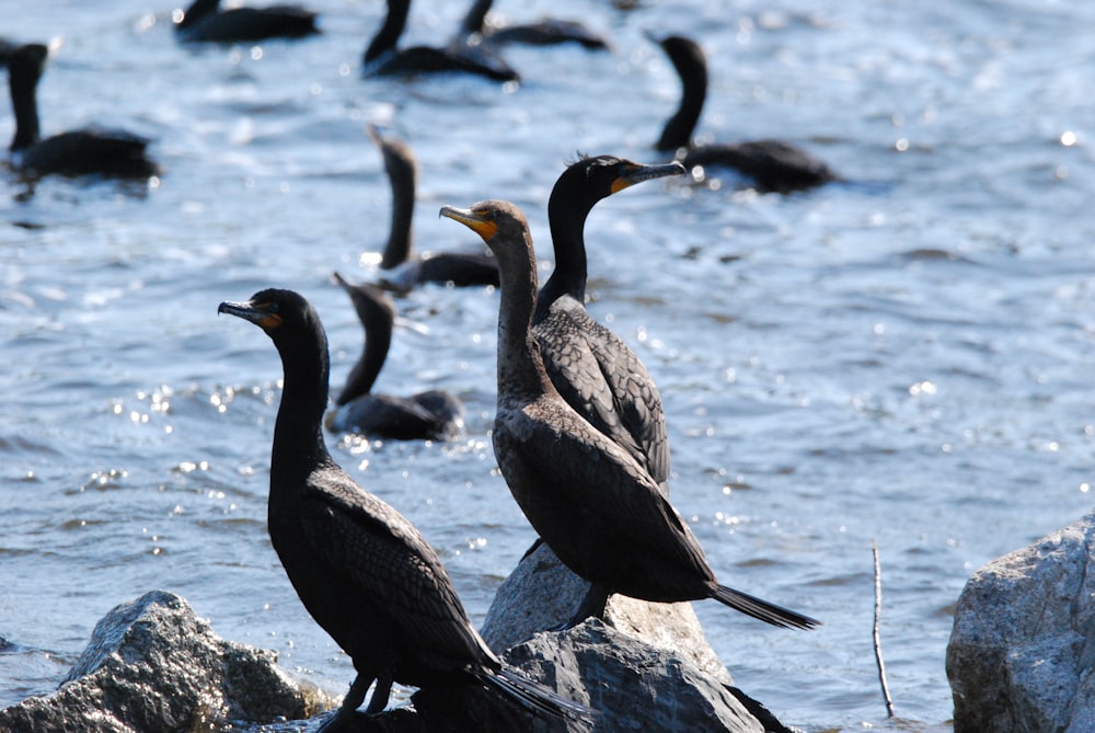 a flock of birds sitting on top of a rock in the water