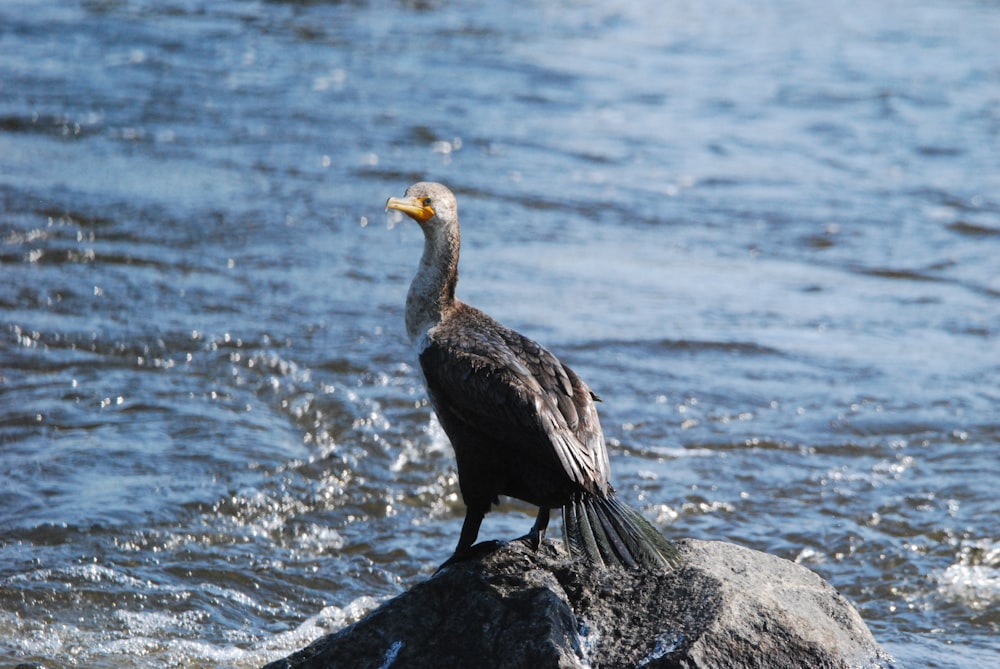 un uccello seduto su una roccia nell'acqua