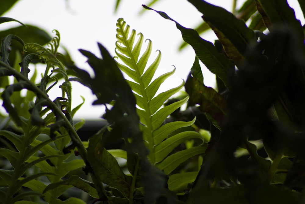 a close up of a leafy plant with a sky in the background