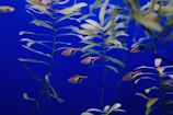 Small fish are swimming among green aquatic plants against a deep blue background. The scene is tranquil and appears to be underwater, with multiple fish moving in various directions.