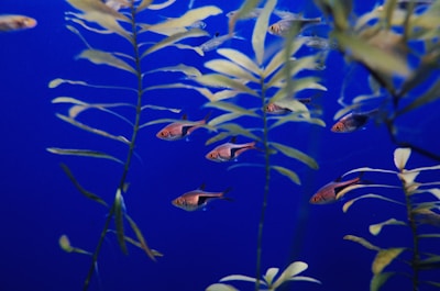Small fish are swimming among green aquatic plants against a deep blue background. The scene is tranquil and appears to be underwater, with multiple fish moving in various directions.