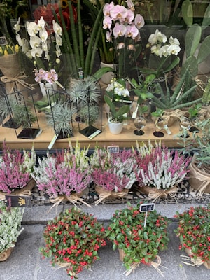 A vibrant display of various potted ornamental plants.