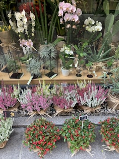 A display of various potted plants, including orchids, succulents, and flowering plants, arranged neatly. The orchids are in shades of white and pale pink, while other smaller plants feature diverse greenery and textures. The lower section showcases vibrant heather plants in purple and white, alongside small pots with red berries.