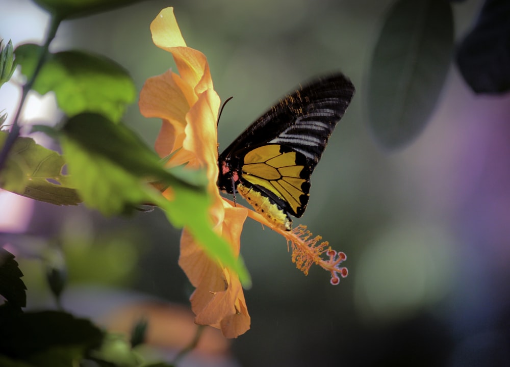 a yellow and black butterfly sitting on a yellow flower