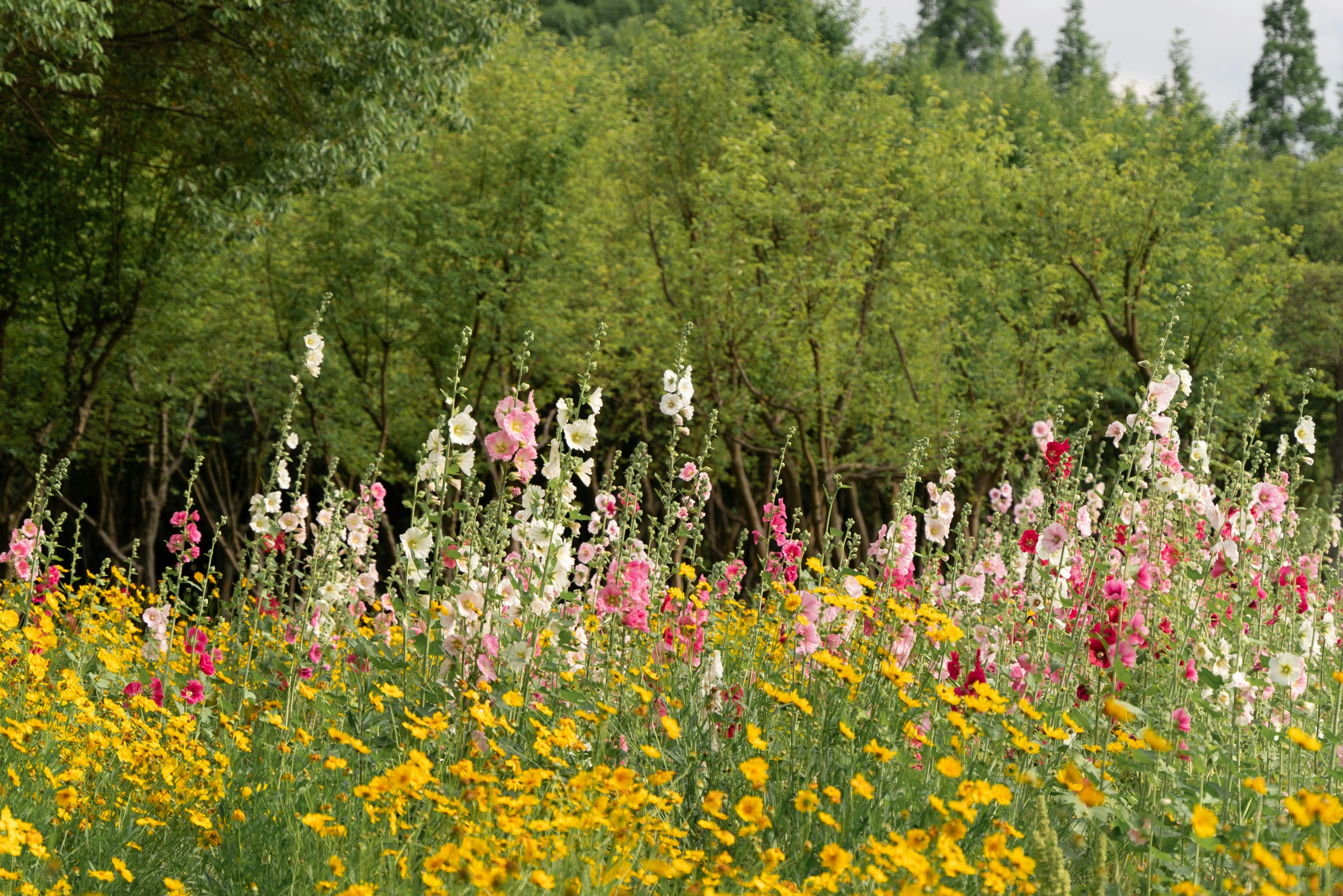 a field full of flowers and trees in the background