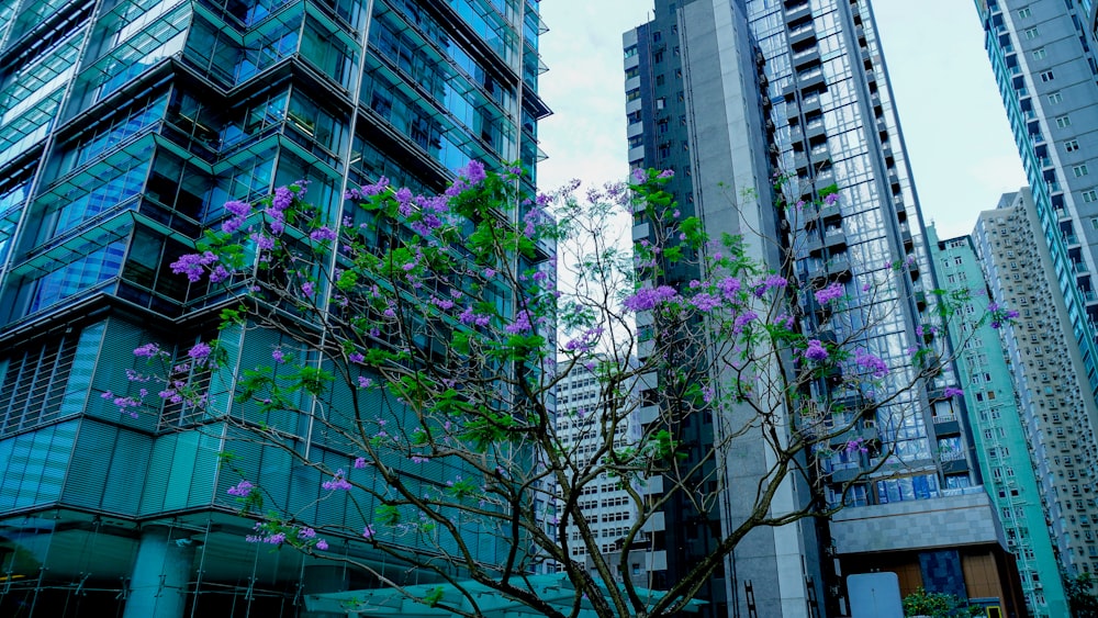 a tree with purple flowers in front of tall buildings