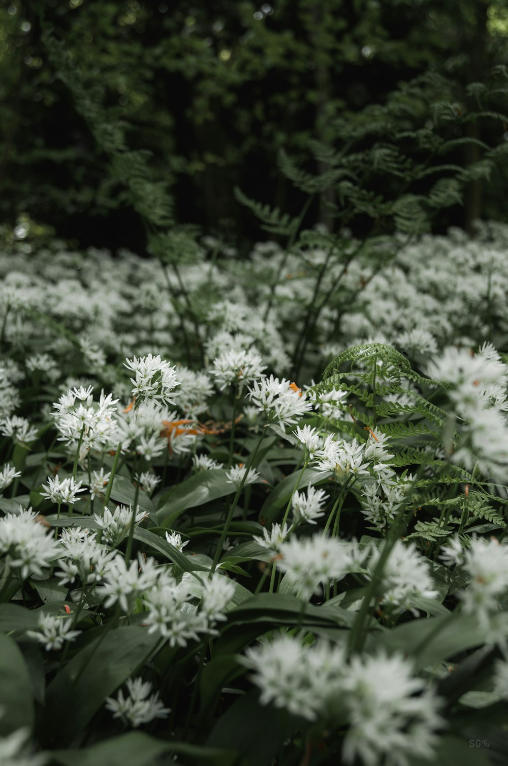 a field of white flowers with trees in the background