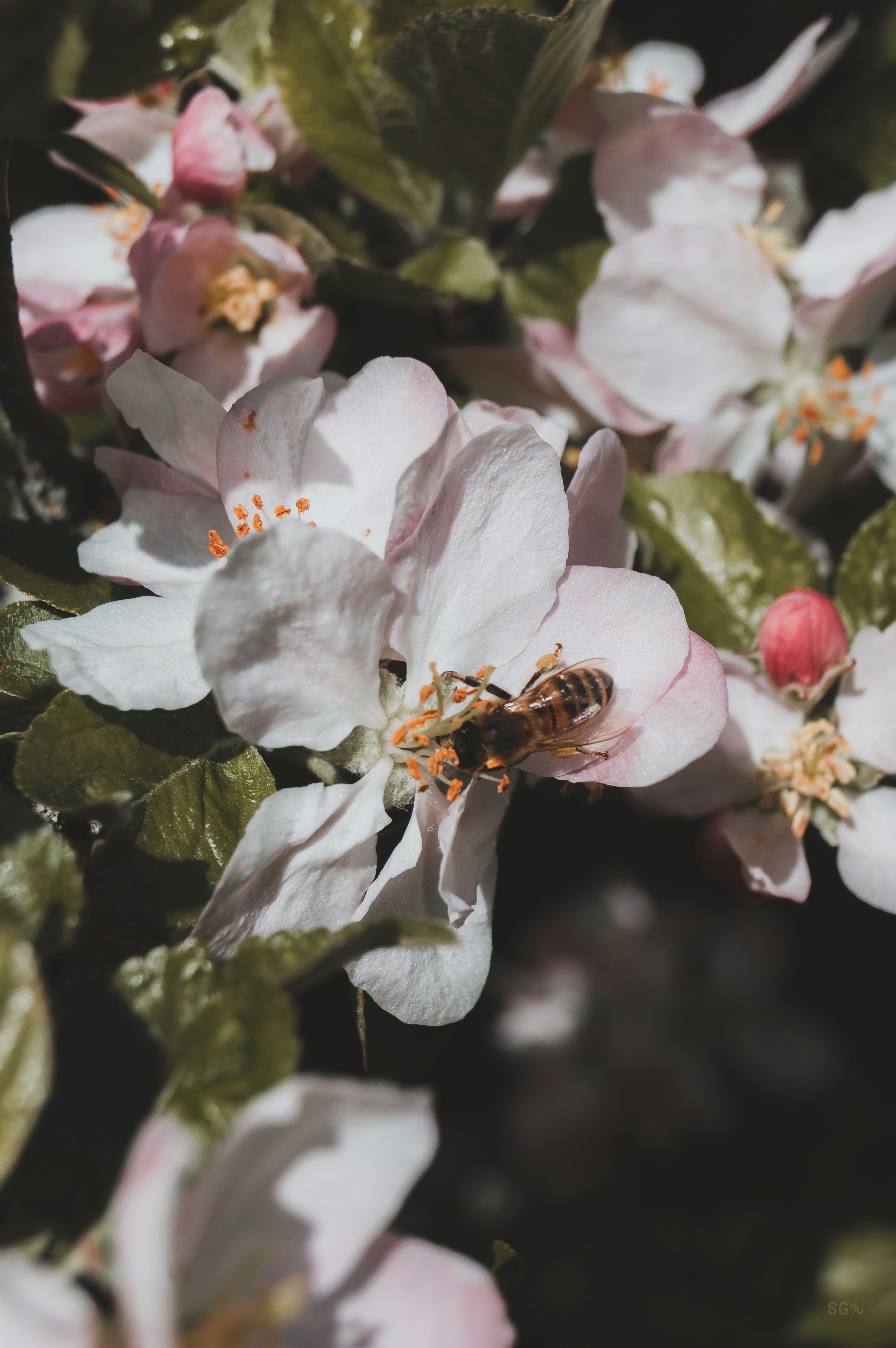 Photo by sophiegw