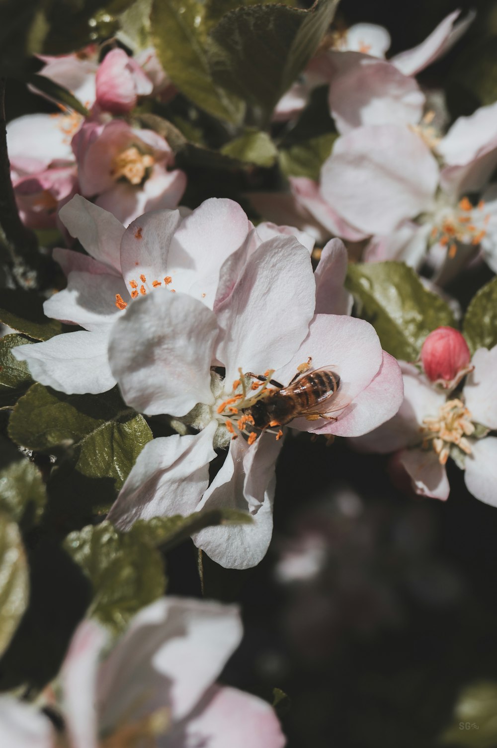 a bee is sitting on a pink flower